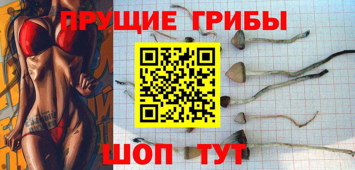 Оренбург  Псилоцибиновые грибы Cubensis  Вход с VPN 